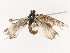  ( - CBG-B19180-A08)  @11 [ ] CreativeCommons - Attribution Share - Alike (2025) CBG Photography Group Centre for Biodiversity Genomics