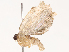  ( - CBG-B19180-E12)  @11 [ ] CreativeCommons - Attribution Share - Alike (2025) CBG Photography Group Centre for Biodiversity Genomics