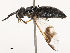  ( - CBG-B19181-E11)  @11 [ ] CreativeCommons - Attribution Share - Alike (2025) CBG Photography Group Centre for Biodiversity Genomics