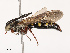  ( - CBG-B07577-A06)  @11 [ ] CreativeCommons - Attribution Share - Alike (2025) CBG Photography Group Centre for Biodiversity Genomics