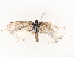  ( - CBG-B07594-E05)  @11 [ ] CreativeCommons - Attribution Share - Alike (2025) CBG Photography Group Centre for Biodiversity Genomics