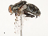  (Sarcophaga tibialis - CBG-B14790-E12)  @11 [ ] CreativeCommons - Attribution Share - Alike (2025) CBG Photography Group Centre for Biodiversity Genomics