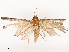  (Dysgonia prorasigna - CBG-B07459-G09)  @11 [ ] CreativeCommons - Attribution Share - Alike (2025) CBG Photography Group Centre for Biodiversity Genomics