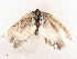  ( - CBG-B07576-D09)  @11 [ ] CreativeCommons - Attribution Share - Alike (2025) CBG Photography Group Centre for Biodiversity Genomics