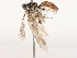  ( - CBG-B07576-E10)  @11 [ ] CreativeCommons - Attribution Share - Alike (2025) CBG Photography Group Centre for Biodiversity Genomics