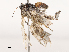  ( - CBG-B07576-E12)  @11 [ ] CreativeCommons - Attribution Share - Alike (2025) CBG Photography Group Centre for Biodiversity Genomics