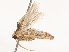  ( - CBG-B07599-F05)  @11 [ ] CreativeCommons - Attribution Share - Alike (2025) CBG Photography Group Centre for Biodiversity Genomics
