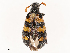  (Hycleus vestitus - CBG-B07593-F07)  @11 [ ] CreativeCommons - Attribution Share - Alike (2025) CBG Photography Group Centre for Biodiversity Genomics