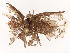  ( - CBG-B07604-H06)  @11 [ ] CreativeCommons - Attribution Share - Alike (2025) CBG Photography Group Centre for Biodiversity Genomics