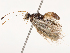  (Triclema - CBG-B07606-F07)  @11 [ ] CreativeCommons - Attribution Share - Alike (2025) CBG Photography Group Centre for Biodiversity Genomics