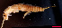  ( - USGSJJGZAP2164D1)  @11 [ ] CreativeCommons - Attribution Non-Commercial Share-Alike (2016) Unspecified U. S. Geological Survey