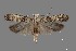  ( - DNA_SL0602)  @11 [ ] Copyright (2017) Sangmi Lee Arizona State University Hasbrouck Insect Collection