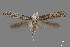  ( - DNA_SL0607)  @11 [ ] Copyright (2017) Sangmi Lee Arizona State University Hasbrouck Insect Collection