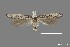  (Isophrictis sp. 1SL - DNA_SL0609)  @14 [ ] Copyright (2017) Sangmi Lee Arizona State University Hasbrouck Insect Collection