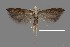  ( - DNA_SL0610)  @13 [ ] Copyright (2017) Sangmi Lee Arizona State University Hasbrouck Insect Collection