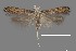  ( - DNA_SL0611)  @13 [ ] Copyright (2017) Sangmi Lee Arizona State University Hasbrouck Insect Collection