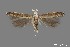  ( - DNA_SL0614)  @13 [ ] Copyright (2017) Sangmi Lee Arizona State University Hasbrouck Insect Collection