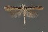  ( - DNA_SL0625)  @14 [ ] Copyright (2017) Sangmi Lee Arizona State University Hasbrouck Insect Collection