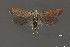  ( - DNA_SL0674)  @13 [ ] Copyright (2017) Sangmi Lee Arizona State University Hasbrouck Insect Collection