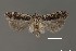  (Filatima nr. pseudacaciella - DNA_SL0676)  @14 [ ] Copyright (2017) Sangmi Lee Arizona State University Hasbrouck Insect Collection