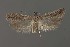  ( - DNA_SL0677)  @13 [ ] Copyright (2017) Sangmi Lee Arizona State University Hasbrouck Insect Collection