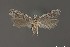  (Gelechia sp. 2SL - DNA_SL0680)  @13 [ ] Copyright (2017) Sangmi Lee Arizona State University Hasbrouck Insect Collection