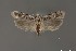  ( - DNA_SL0683)  @11 [ ] Copyright (2017) Sangmi Lee Arizona State University Hasbrouck Insect Collection