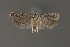  ( - DNA_SL0686)  @11 [ ] Copyright (2017) Sangmi Lee Arizona State University Hasbrouck Insect Collection