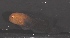  ( - RH1046)  @11 [ ] No Rights Reserved  Roi Holzman The Interuniversity Institute for Marine Sciences Eilat