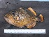  ( - SMNHTAU P.15146)  @11 [ ] No Rights Reserved  Roi Holzman The Interuniversity Institute for Marine Sciences Eilat