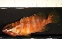  ( - SMNHTAU P.15258)  @11 [ ] No Rights Reserved  Roi Holzman The Interuniversity Institute for Marine Sciences Eilat