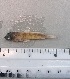  ( - SMNHTAU P.15258)  @11 [ ] No Rights Reserved  Roi Holzman The Interuniversity Institute for Marine Sciences Eilat