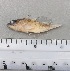  ( - SMNHTAU P.15258)  @11 [ ] No Rights Reserved  Roi Holzman The Interuniversity Institute for Marine Sciences Eilat