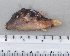  ( - SMNHTAU P.15274)  @11 [ ] No Rights Reserved  Roi Holzman The Interuniversity Institute for Marine Sciences Eilat