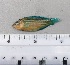  ( - SMNHTAU P.15281.2)  @11 [ ] No Rights Reserved  Roi Holzman The Interuniversity Institute for Marine Sciences Eilat