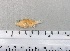  ( - SMNHTAU P.15284.1)  @11 [ ] No Rights Reserved  Roi Holzman The Interuniversity Institute for Marine Sciences Eilat