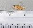  ( - SMNHTAU P.15284.2)  @11 [ ] No Rights Reserved  Roi Holzman The Interuniversity Institute for Marine Sciences Eilat