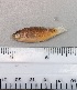  ( - SMNHTAU P.15309.1)  @11 [ ] No Rights Reserved  Roi Holzman The Interuniversity Institute for Marine Sciences Eilat