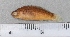  ( - SMNHTAU P.15309.2)  @11 [ ] No Rights Reserved  Roi Holzman The Interuniversity Institute for Marine Sciences Eilat