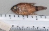  ( - SMNHTAU P.15318.2)  @11 [ ] No Rights Reserved  Roi Holzman The Interuniversity Institute for Marine Sciences Eilat