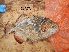  ( - SMNHTAU P.15326)  @11 [ ] No Rights Reserved  Roi Holzman The Interuniversity Institute for Marine Sciences Eilat