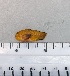  (Paragobiodon sp. und - SMNHTAU P.15339)  @11 [ ] No Rights Reserved  Roi Holzman The Interuniversity Institute for Marine Sciences Eilat