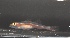  (Pleurosicya micheli - SMNHTAU P. 15251)  @11 [ ] No Rights Reserved  Roi Holzman The Interuniversity Institute for Marine Sciences Eilat