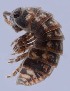  (Armadillidium pulchellum - ZSM-BC-27349-D01)  @11 [ ] CreativeCommons  Attribution Non-Commercial Share-Alike (2016) SNSB (Staatliche Naurwissenschaftliche Sammlungen Bayerns) ZSM (Zoologische Staatssammlung Muenchen)