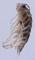  ( - ZSM-BC-27349-D11)  @11 [ ] CreativeCommons  Attribution Non-Commercial Share-Alike (2016) SNSB (Staatliche Naurwissenschaftliche Sammlungen Bayerns) ZSM (Zoologische Staatssammlung Muenchen)
