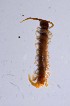  ( - ZSM-BC-27349-E04)  @12 [ ] CreativeCommons  Attribution Non-Commercial Share-Alike (2016) SNSB (Staatliche Naurwissenschaftliche Sammlungen Bayerns) ZSM (Zoologische Staatssammlung Muenchen)