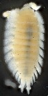  ( - ZSM-BC-27570-A12)  @11 [ ] CreativeCommons  Attribution Non-Commercial Share-Alike (2016) SNSB (Staatliche Naurwissenschaftliche Sammlungen Bayerns) ZSM (Zoologische Staatssammlung Muenchen)
