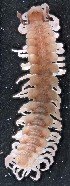  (Polydesmus gallicus - ZSM-BC-27570-F05)  @11 [ ] CreativeCommons  Attribution Non-Commercial Share-Alike (2016) SNSB (Staatliche Naurwissenschaftliche Sammlungen Bayerns) ZSM (Zoologische Staatssammlung Muenchen)