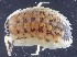  ( - ZSM-BC-27570-G01)  @11 [ ] CreativeCommons  Attribution Non-Commercial Share-Alike (2016) SNSB (Staatliche Naurwissenschaftliche Sammlungen Bayerns) ZSM (Zoologische Staatssammlung Muenchen)