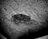  ( - GOMZOO-DF-0082)  @11 [ ] CreativeCommons  Attribution (by) (2021) Diego F Figueroa University of Texas Rio Grande Valley